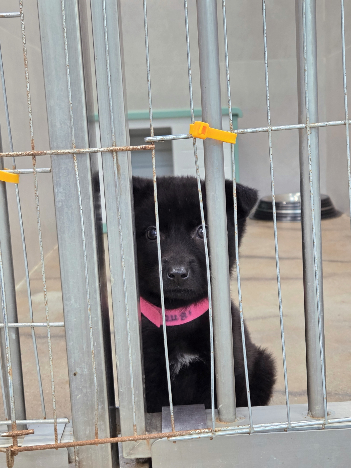 한 지자체 동물 보호소에서 생활하고 있는 유기견. 박재림 기자
