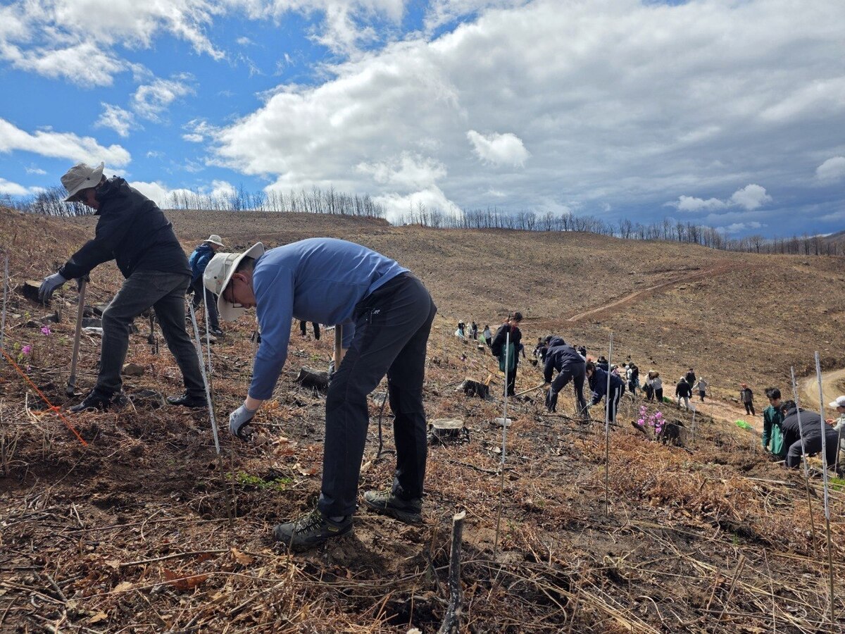 SK텔레콤·유한킴벌리 임직원·가족들이 안동 산불 피해 지역에서 나무심기 활동을 하는 모습. SK텔레콤 제공