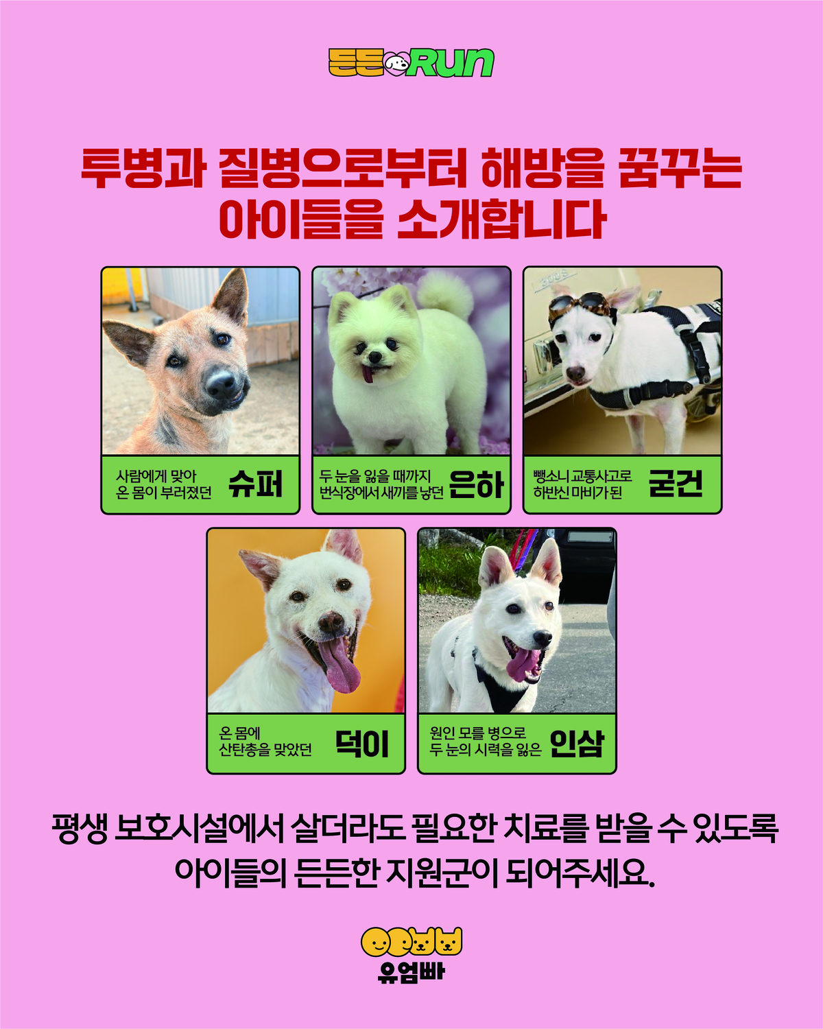 이번 든든런 참가비로 치료 및 돌봄을 받게 되는 유엄빠의 구조견들. 유엄빠 제공