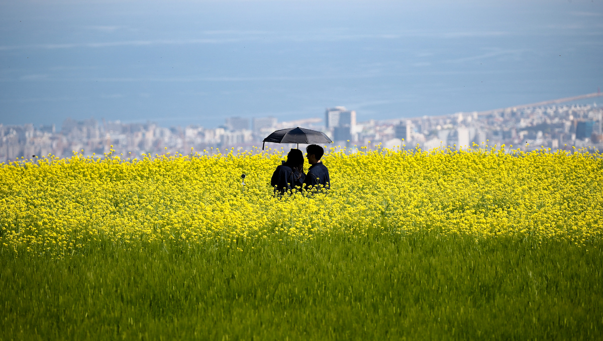 청보리밭 보러 오세요.