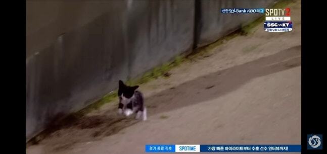 지난해 6월 5일 랜더스필드 외야 워닝트랙을 달리는 길고양이. 이 고양이는 홈구장 관리 직원에게 입양돼 ‘도루’라는 이름을 얻고 반려묘로 새 삶을 살고 있다. KBO리그 유튜브 채널 갈무리