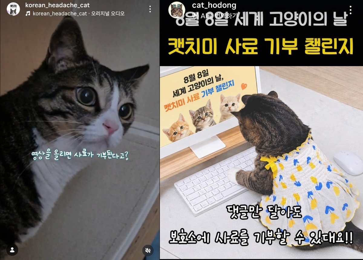 캣치미 챌린지에 동참한 냥플루언서 개보름(왼쪽)과 호동의 인스타그램 갈무리