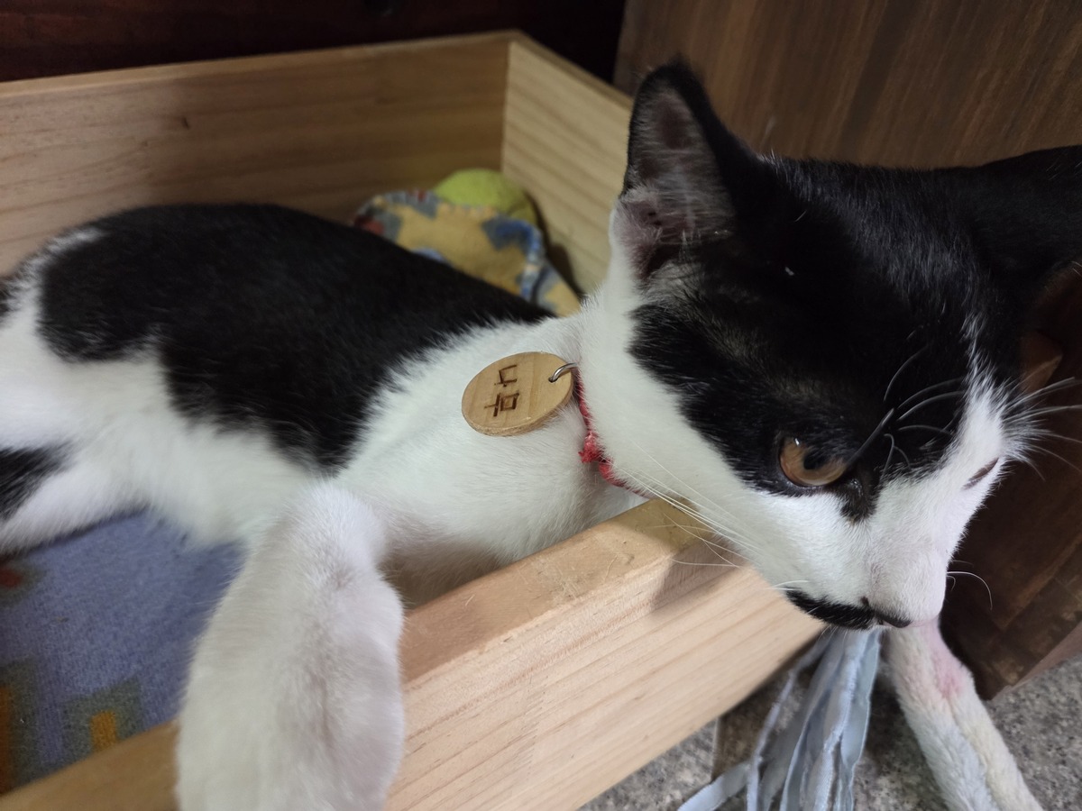 봉화목재문화체험장의 마스코트 고양이 ‘나무’. 박재림 기자