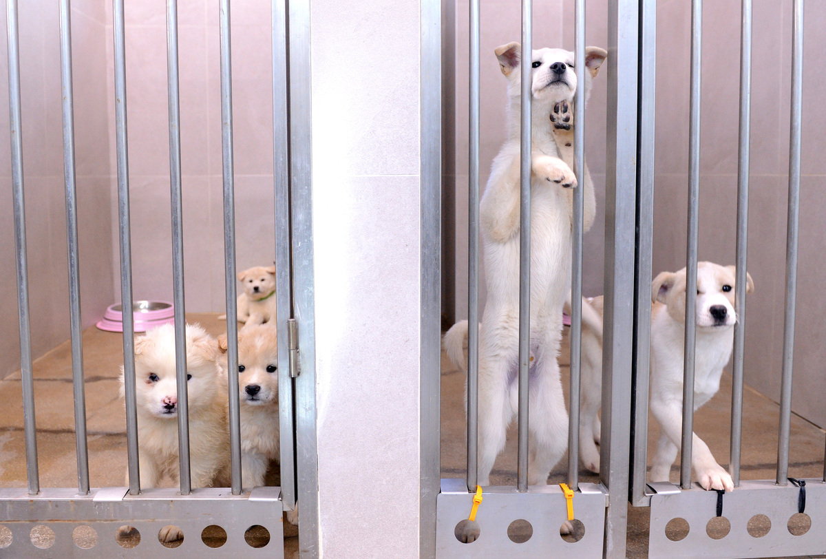 고양시 동물보호시설 보호센터의 강아지들. 이들이 지내는 견사에는 바닥에 열선이 깔렸고 냉난방 시설, 공기청정기가 구비됐다. CCTV가 설치돼 비상 상황에도 빠른 대처가 가능하다. 고양=김두홍 기자 kimdh@sportsworldi.com
