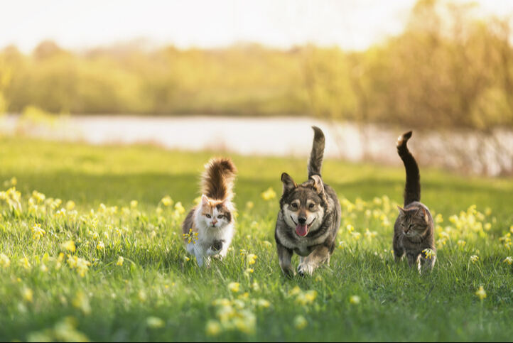 정부가 2030년까지 200억원을 투입해 반려동물사료 산업화센터를 구축한다고 8일 밝혔다. 게티이미지뱅크