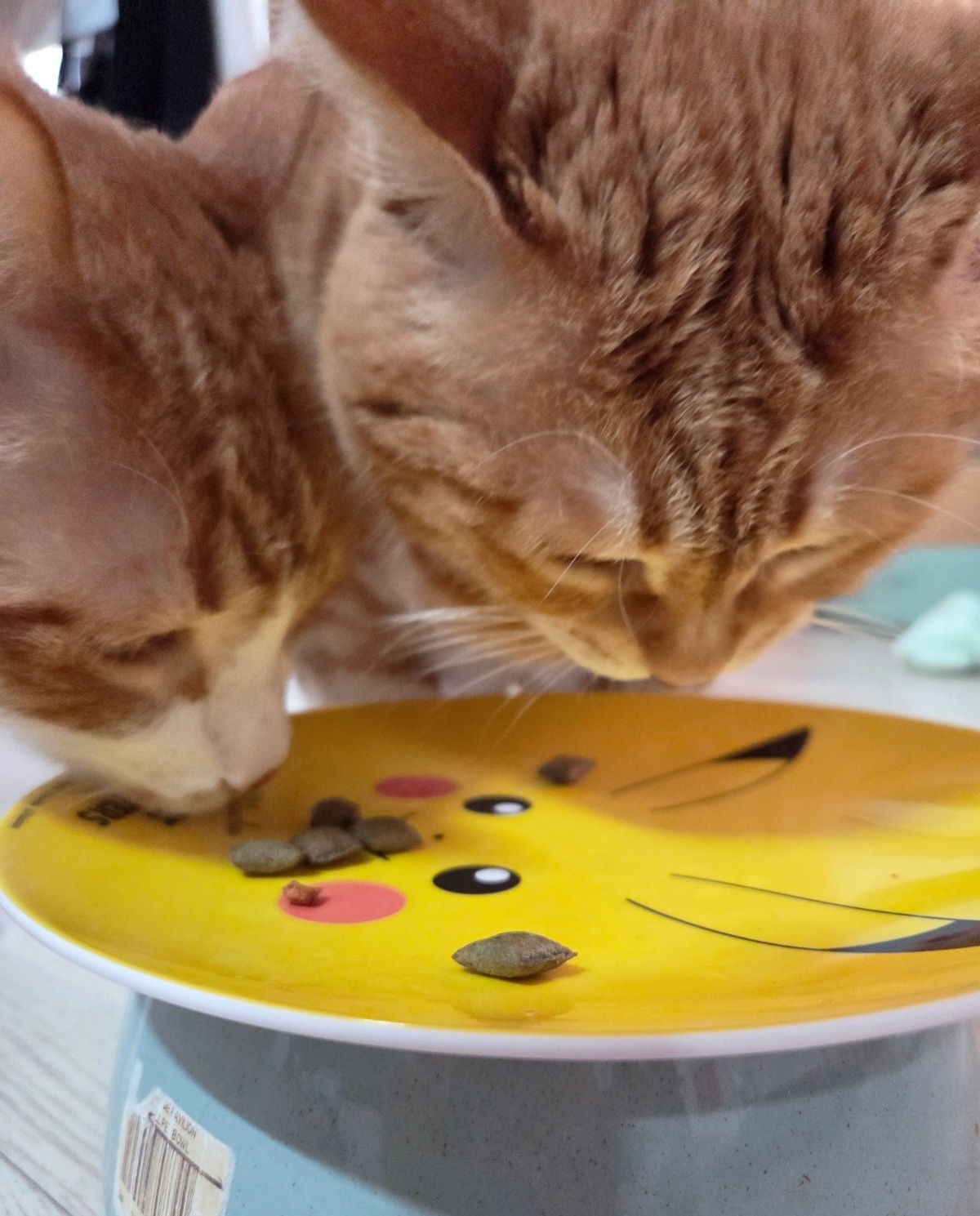 일본에서 사온 간식을 맛있게 드셔주시는 주인님들. 박재림 기자