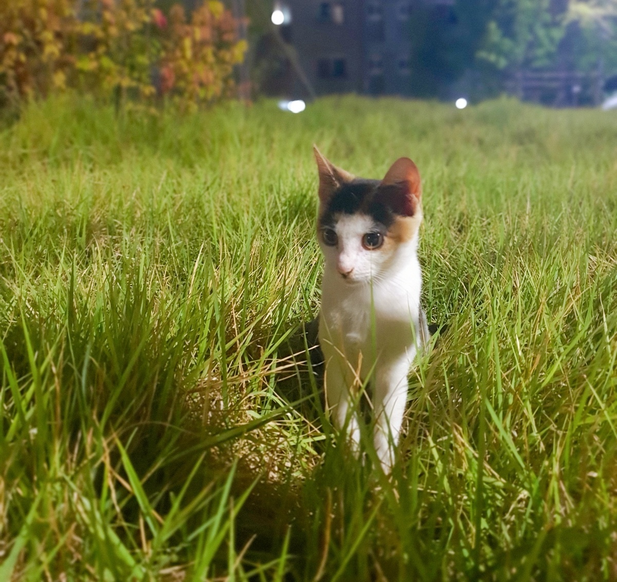 서울 강서구에서 길고양이집 철거 작업 중 새끼 고양이 3마리가 폐사했다. 강서구청 측은 미흡한 점을 사죄하며 재발 방지를 약속했다.&nbsp;사진은 본 기사 내용와 관계없음. 박재림 기자