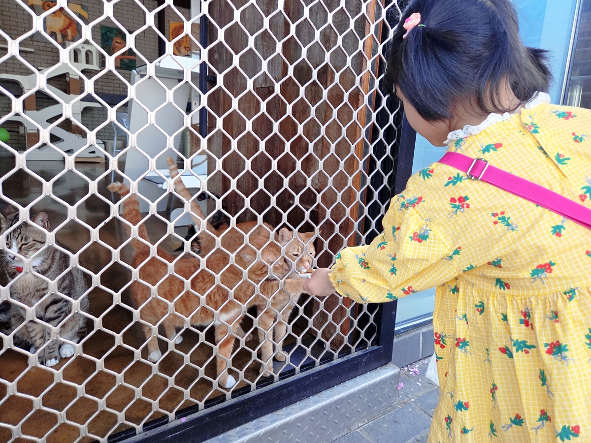 벚꽃 바자회 행사장 바로 옆 디어레이 보호소의 고양이들과 어린이 방문객이 철망을 사이로 교감하고 있다. 박재림 기자