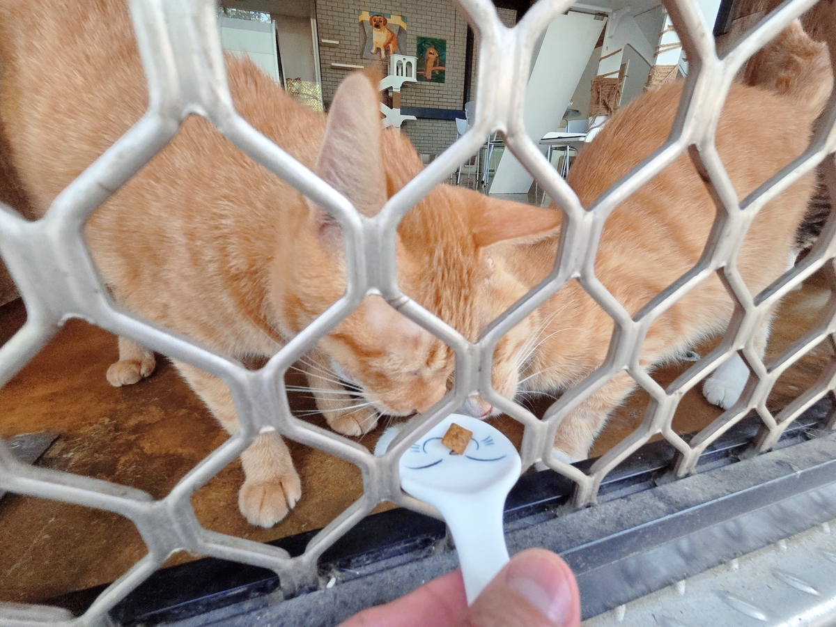 디어레이 보호소의 고양이들이 간식을 먹고 있다. 박재림 기자
