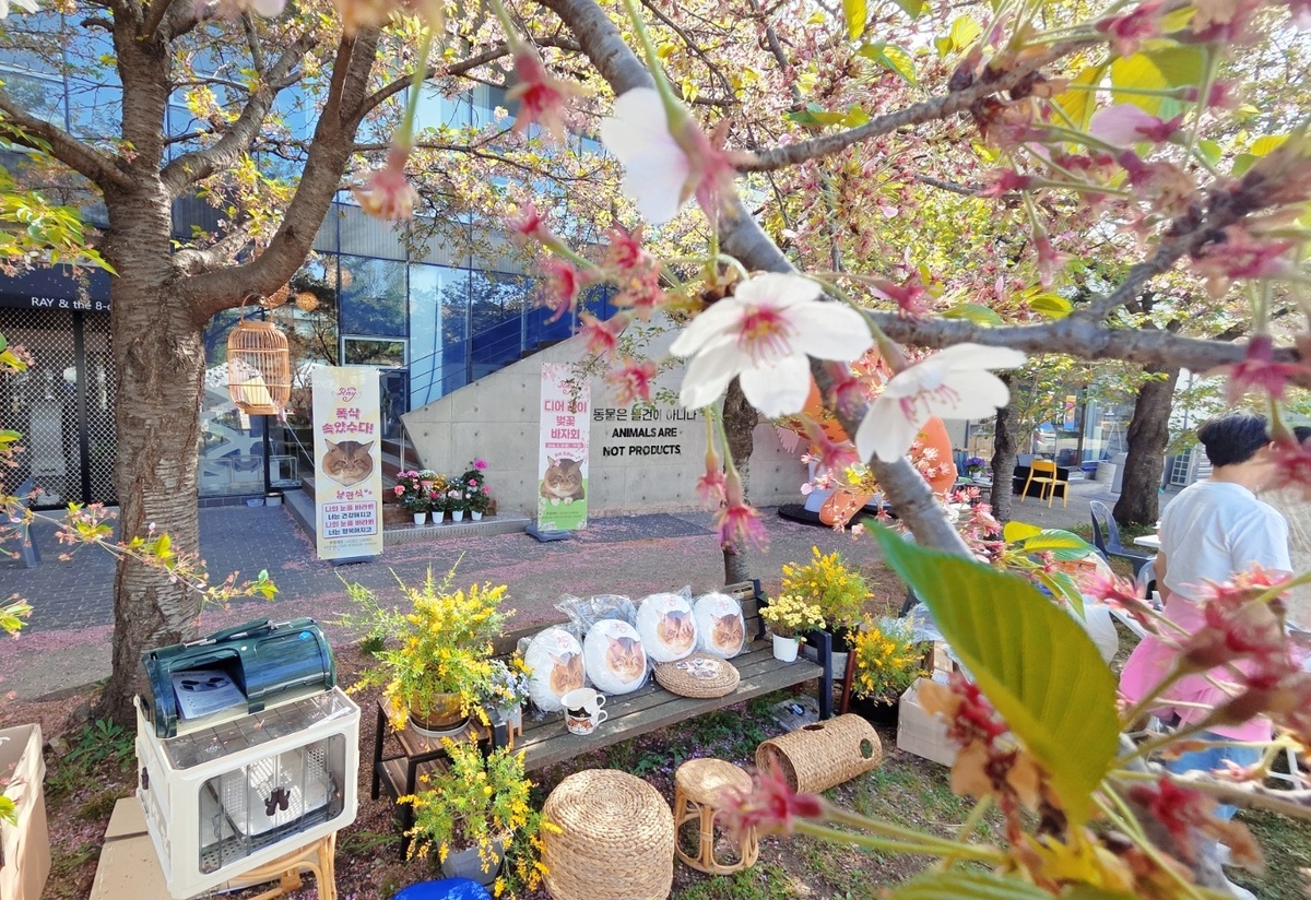벚꽃 아래 열린 디어레이 바자회. 박재림 기자