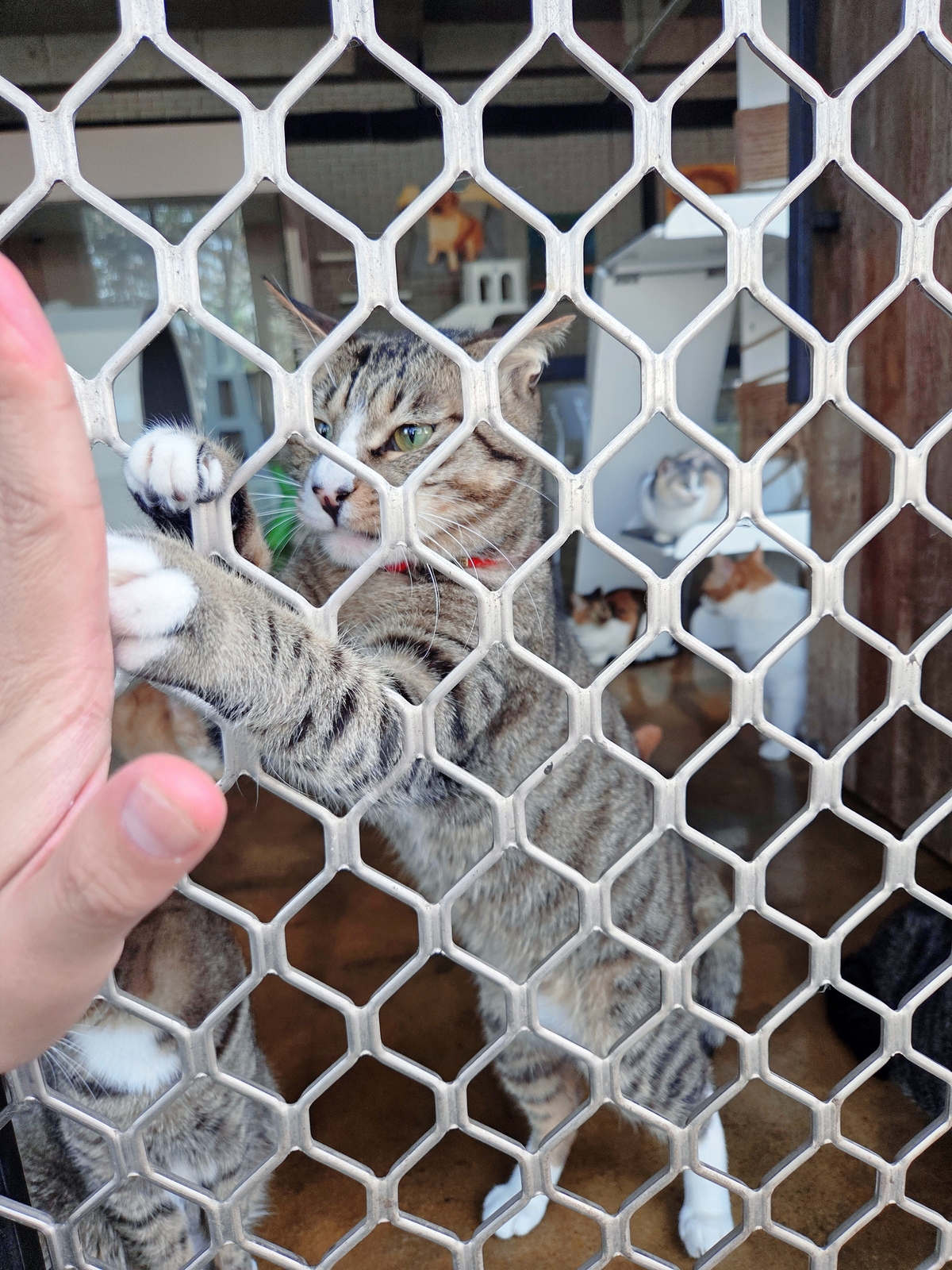 디어레이 보호소의 고양이가 하이파이브(?)를 하고 있다. 박재림 기자