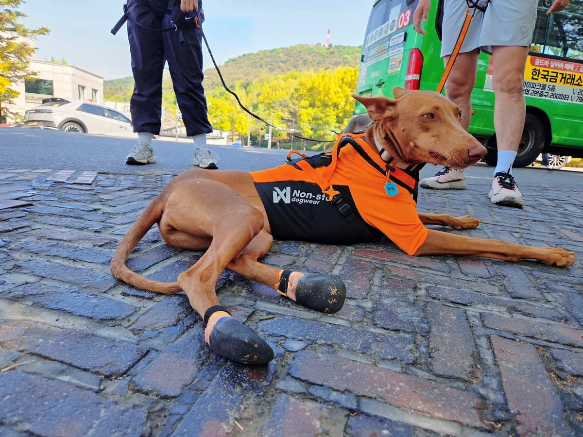 든든런에 나선 반려견 러너가 잠시 휴식을 취하고 있다. 이진영 CKR 대표는 “반려견과 동반 러닝을 할 때는 평소보다 수분 섭취를 살짝 모자라게 하는 게 좋다. 헐떡임을 방지하기 위함”이라며 “러닝을 마친 뒤에는 10분간 쿨다운을 한 뒤에 물이나 음식을 급여해야 한다”고 말했다. 러닝 전날과 당일 충분한 휴식도 강조했다. 박재림 기자