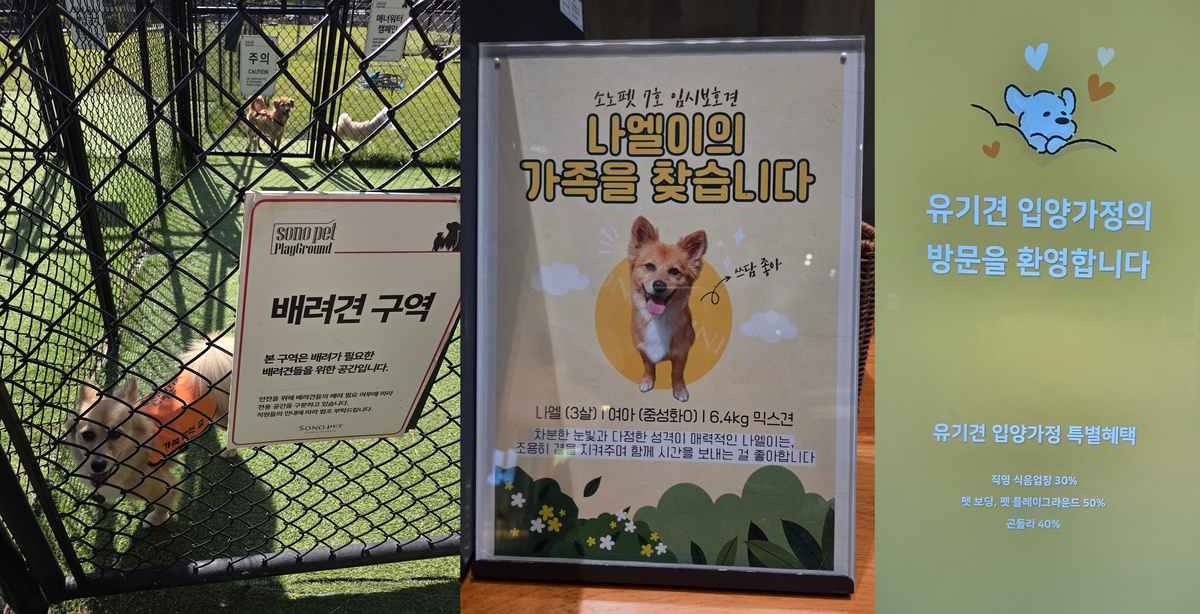 소노펫서 임시보호 중인 유기견 나엘이(왼쪽)와 입양홍보 안내판(가운데)과 유기견 입양 시 특전 안내문. 박재림 기자